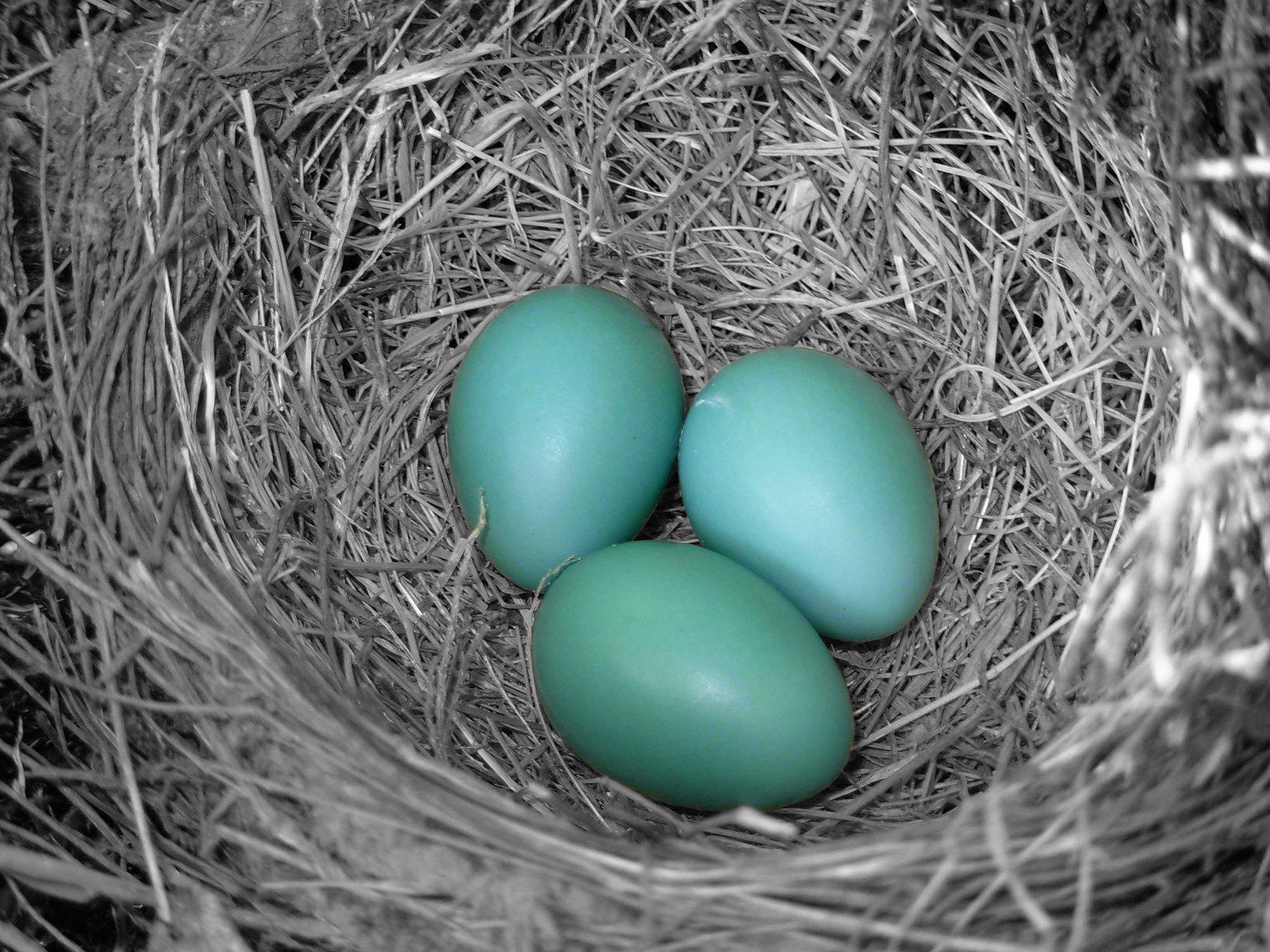A clutch of robin eggs